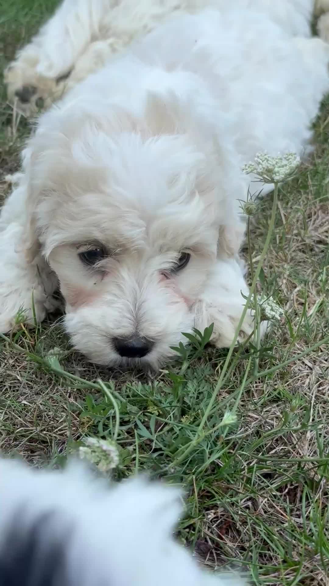 Maltipoo dogs for sale: 🌟 READY NOW 🌟 F1 Maltipoos  - Video 4