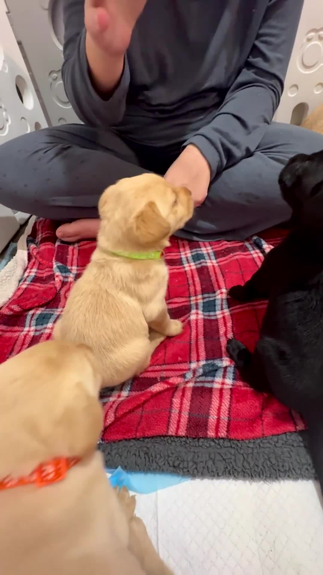 Labrador Retriever dogs for sale: Now have 5 Labrador Retriever Puppies for Sale 🐾 - Video 5