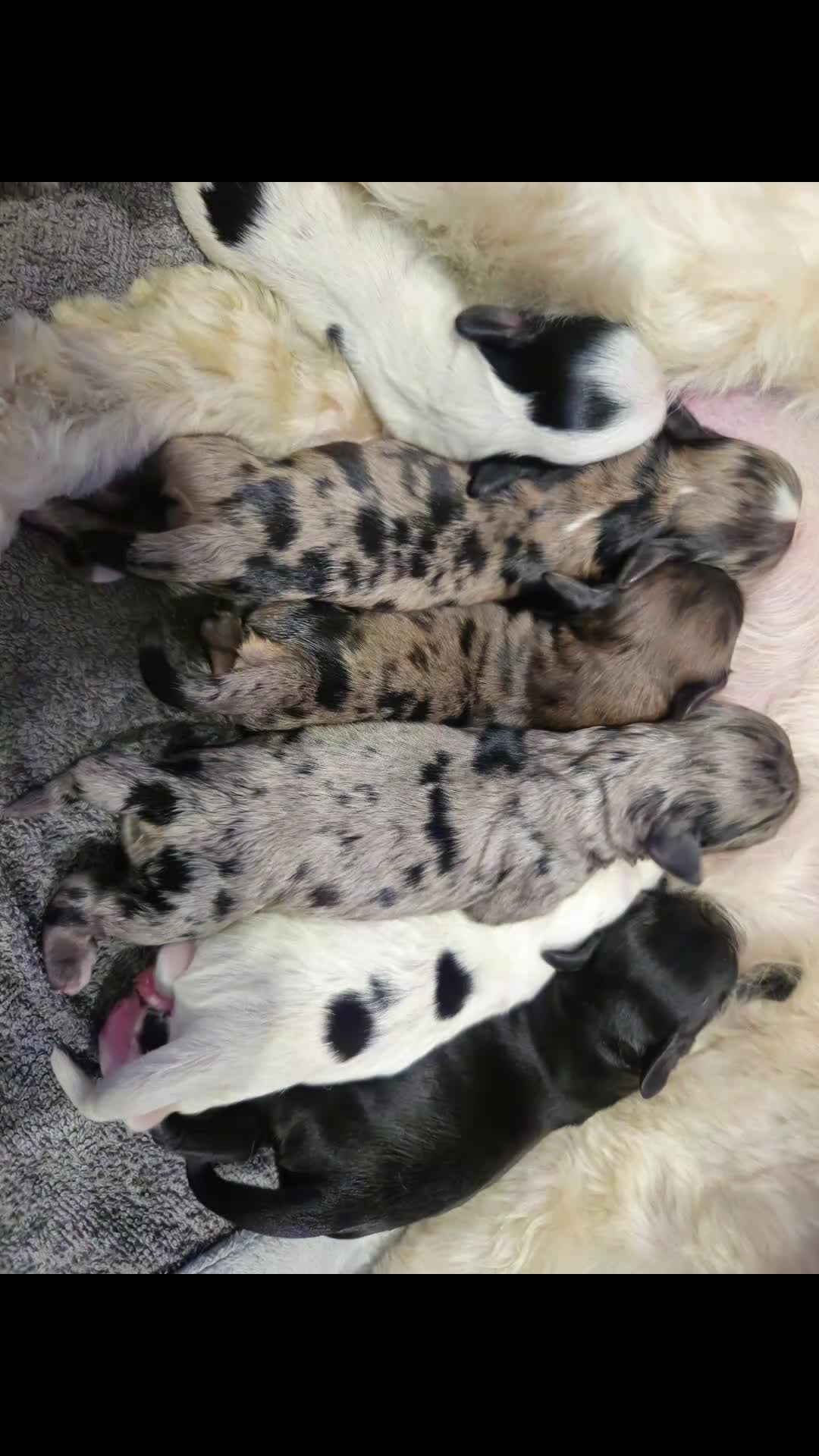 Cockapoo dogs for sale: Flawless cockapoo puppies. - Video 1