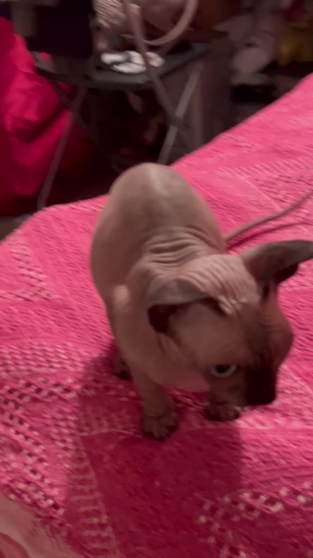 Sphynx cats for sale: Kittens - Video 2