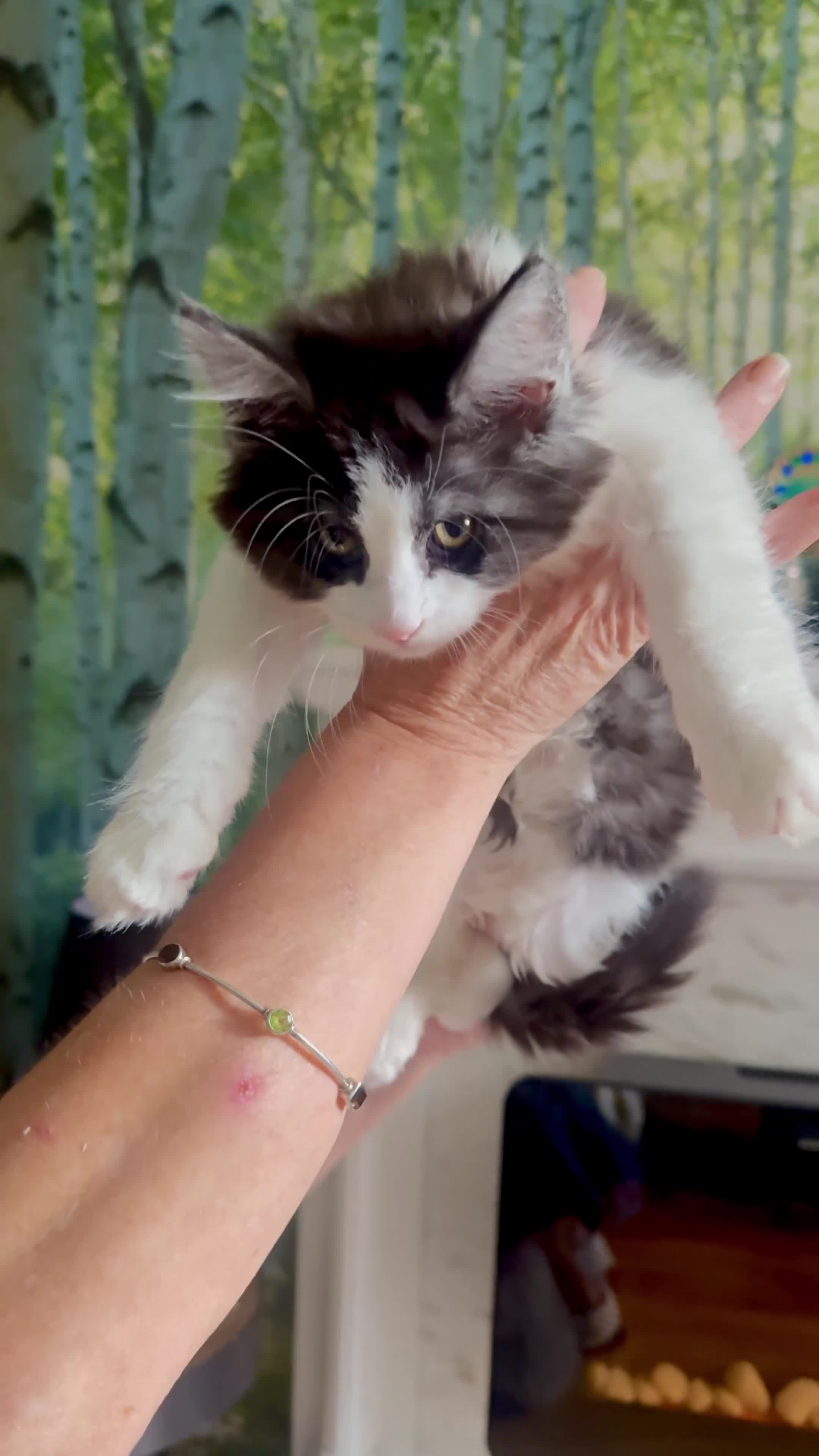 Maine Coon cats for sale: Stunning MaineCoon Kitten–Champion Bloodline - Video 2