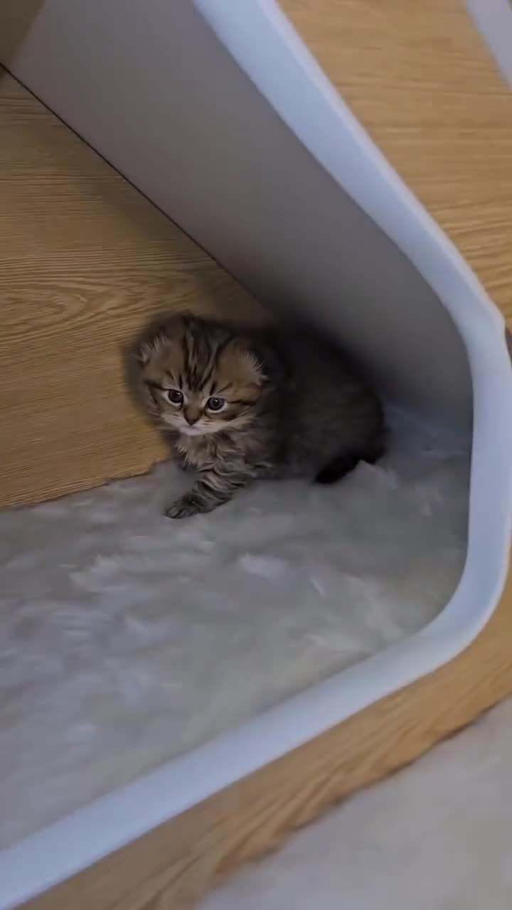 Scottish Fold cats for sale: TICA Scottish fold show quilty kittenss london  - Video 3