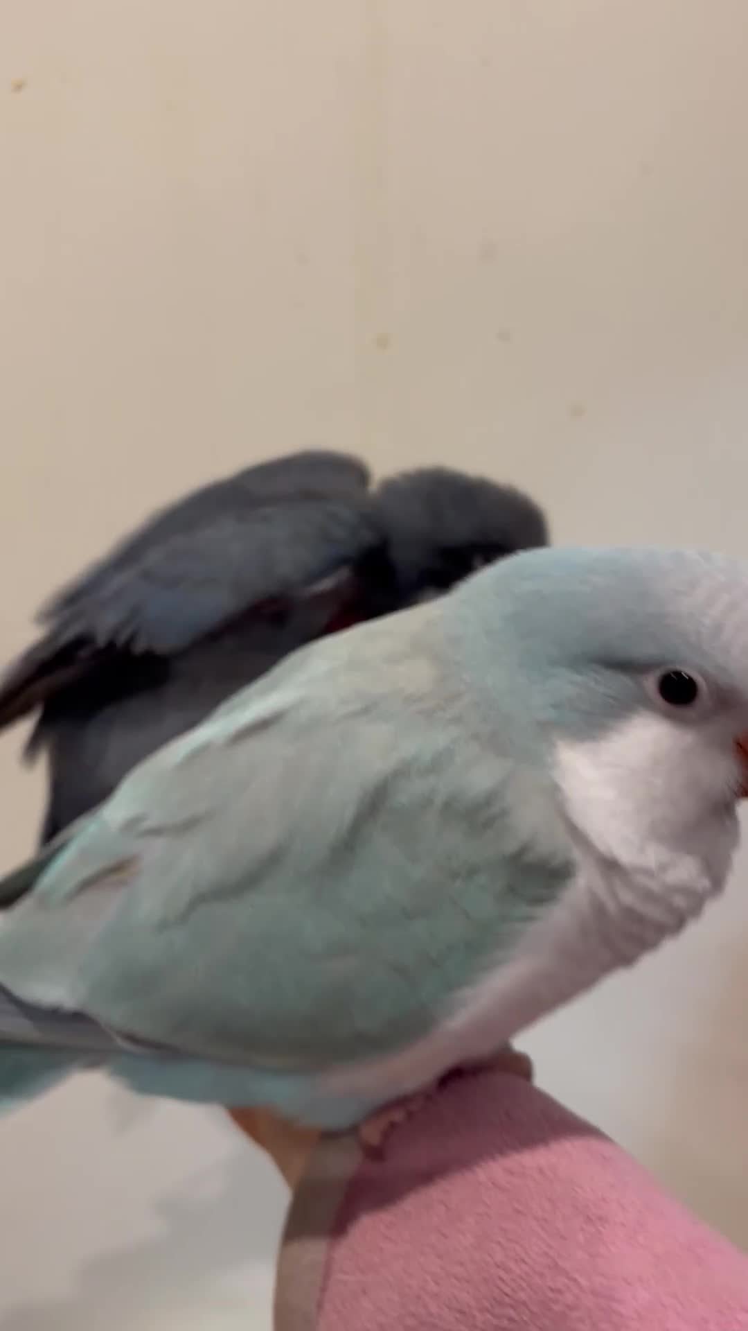 Parrots birds for sale: Hand reared quaker parrot - Video 3