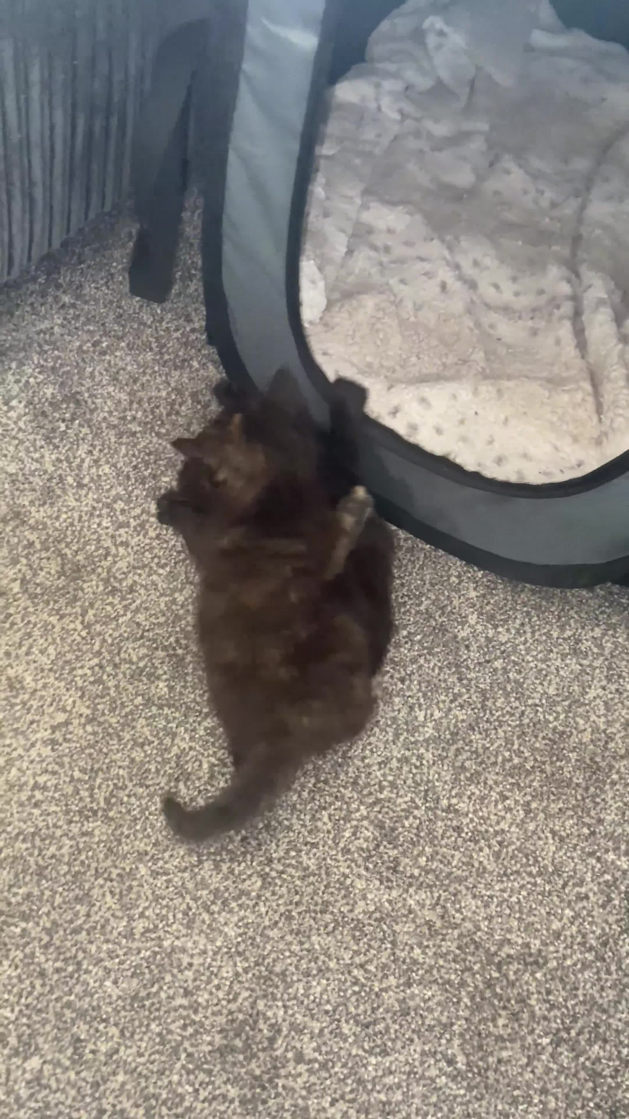 Domestic Shorthair cats for sale: Beautiful male kitten - Video 2