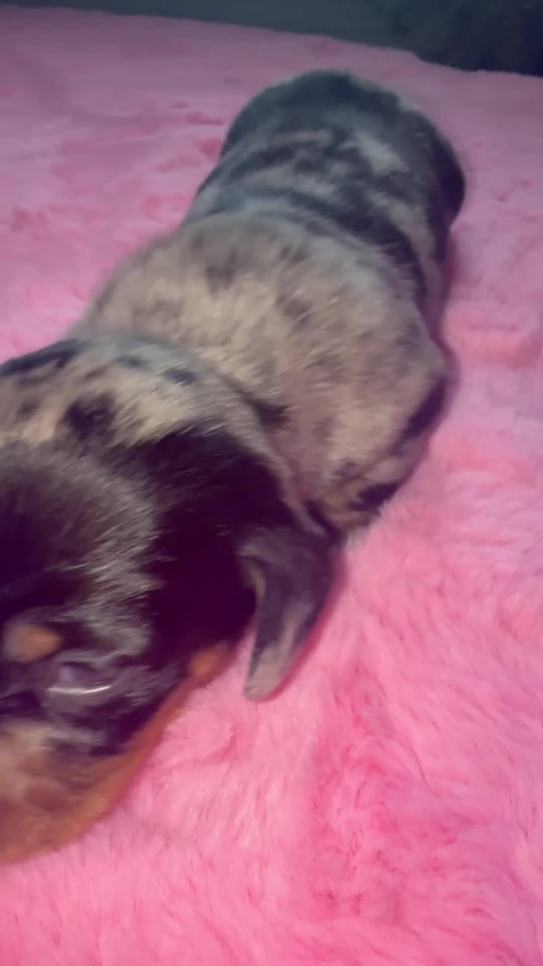 Miniature Dachshund dogs for sale: Miniature dachshund pups - Video 3