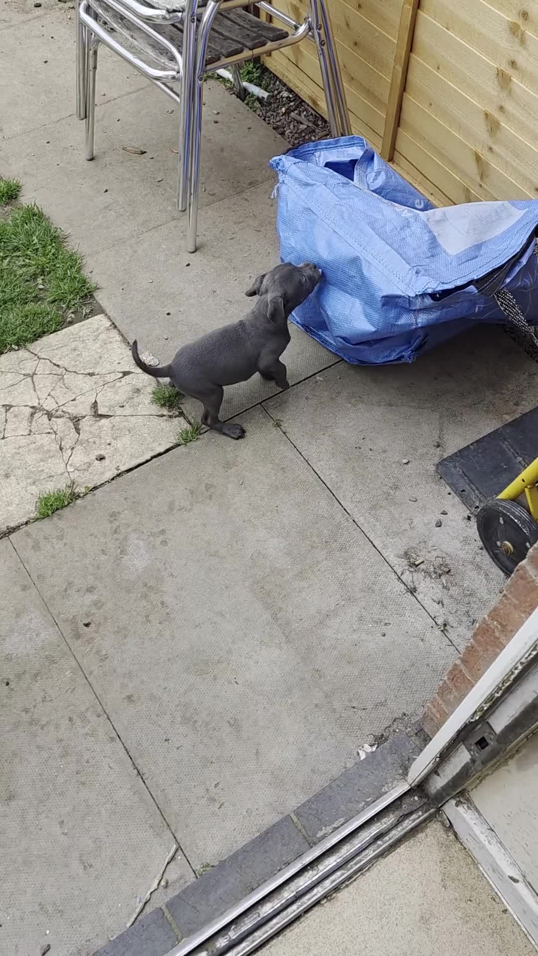 Staffordshire Bull Terrier dogs for sale: 3 playful, lively chunky puppies - Video 5