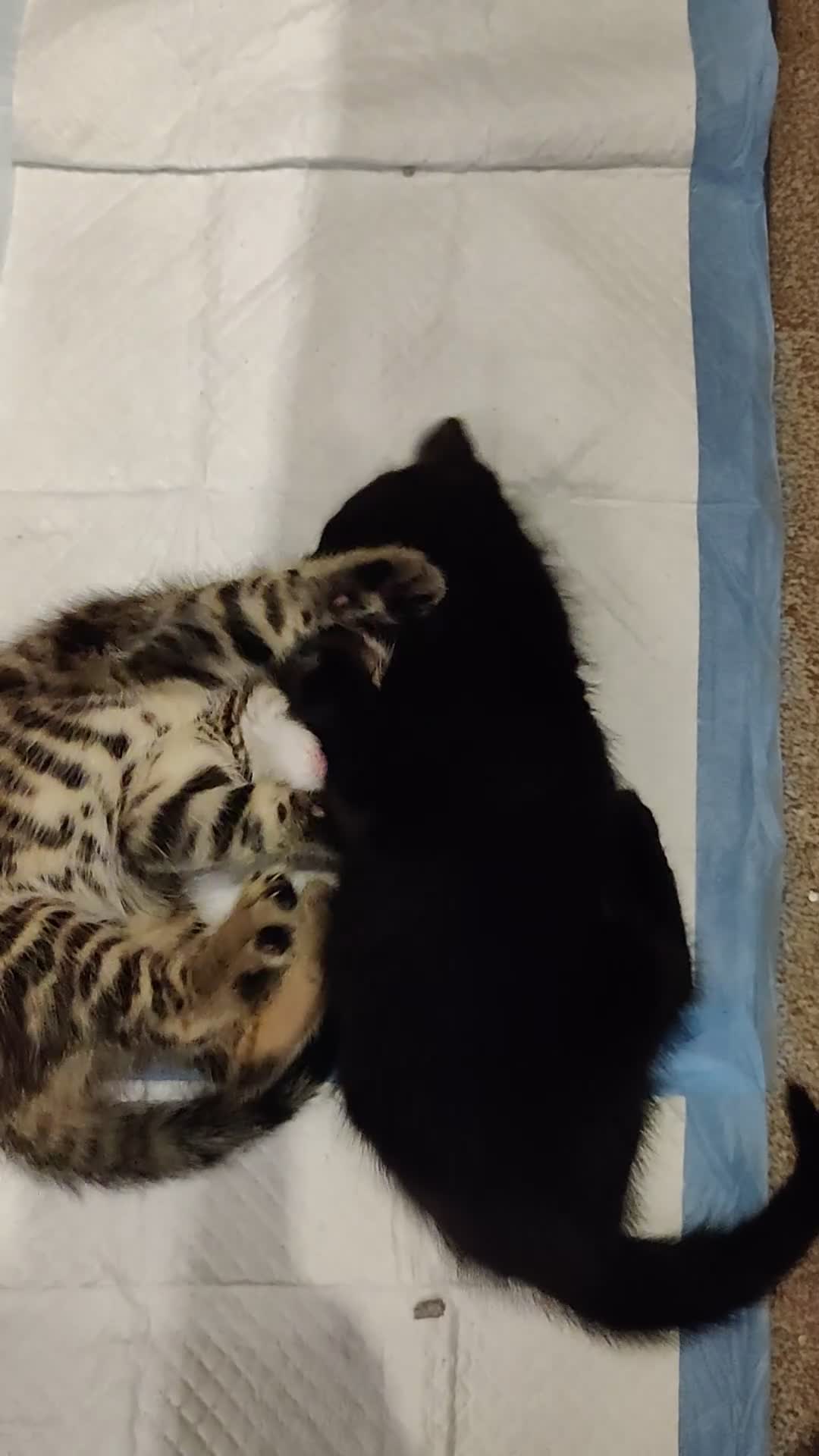 Mixed Breed cats for sale: 2 Beautiful Male Kittens, 1 Tabby and 1 Black - Video 1