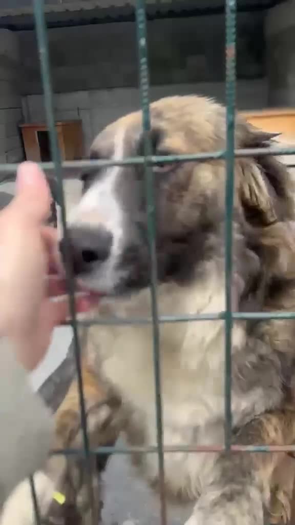 Mixed Breed dogs for adoption: Kiki, 6 yrs approx. Reserved STC. - Video 1