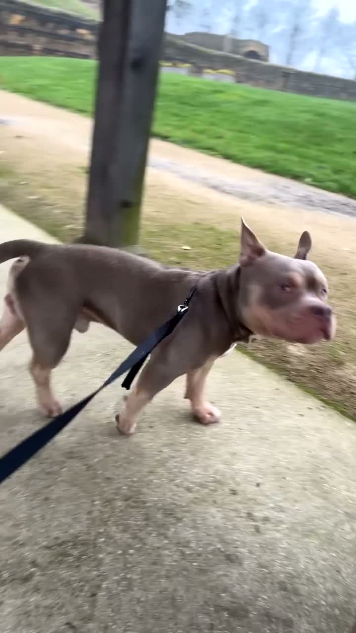 American Bully dogs for stud: 🐾BUGZY ABKC/PEDIGREE/PROVEN STUD🐾 in Pontefract - Video 2