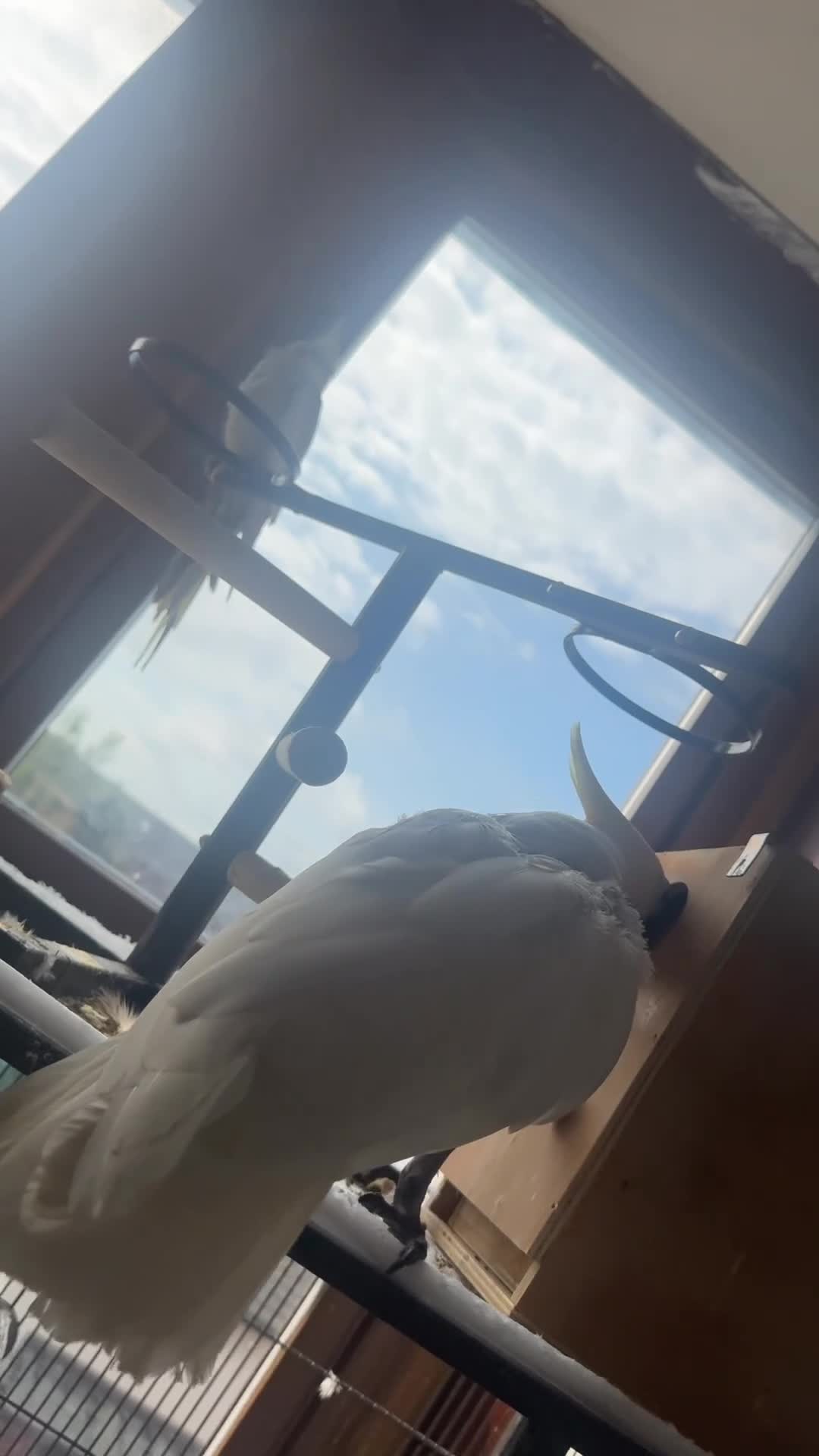 Mixed Breed birds for sale: Cockatiels Senegal parrot African grey cockatoo in Glasgow - Video 4