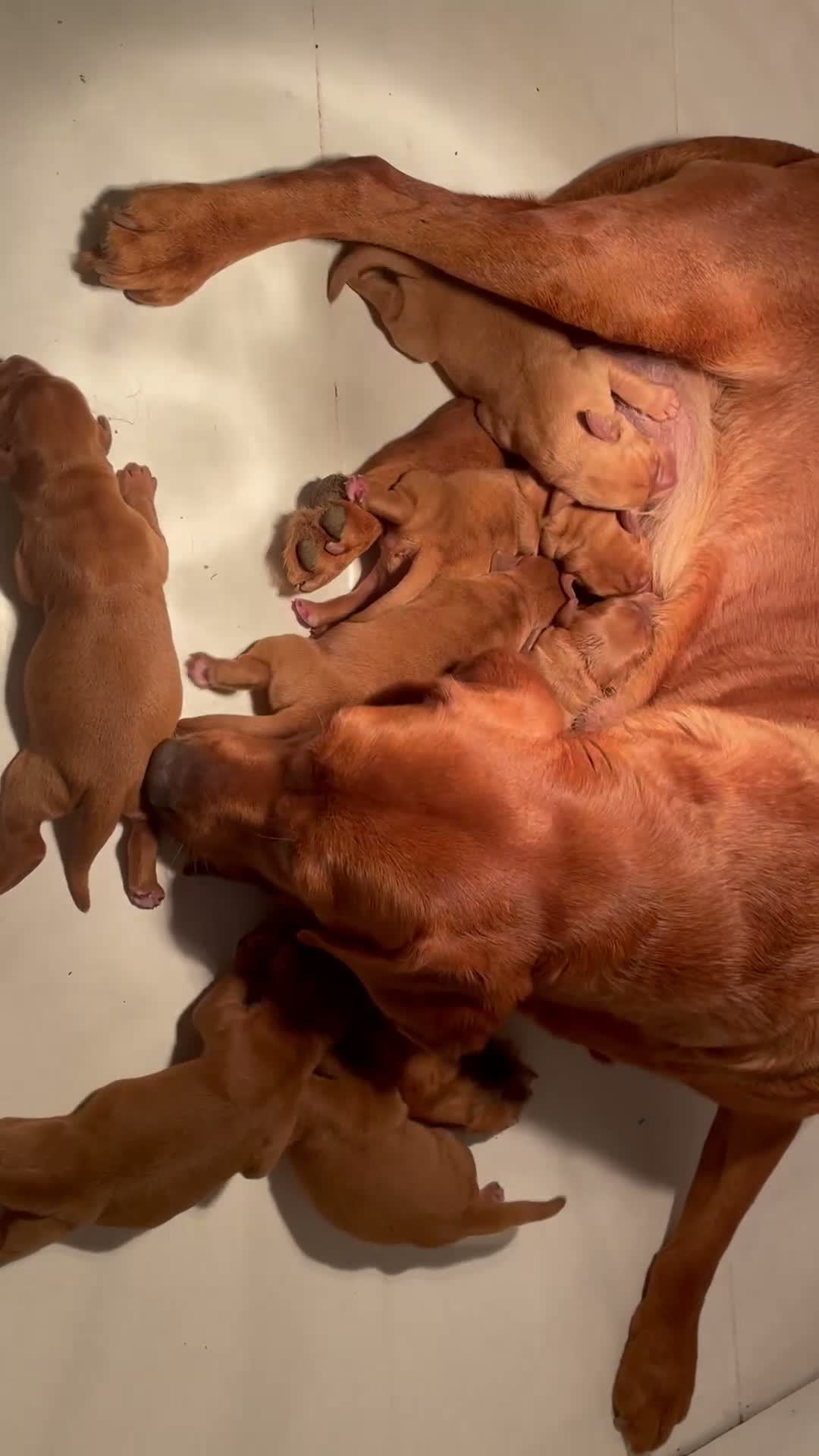 Labrador Retriever dogs for sale: Fox Red Labrador Puppies For Sale - Video 1