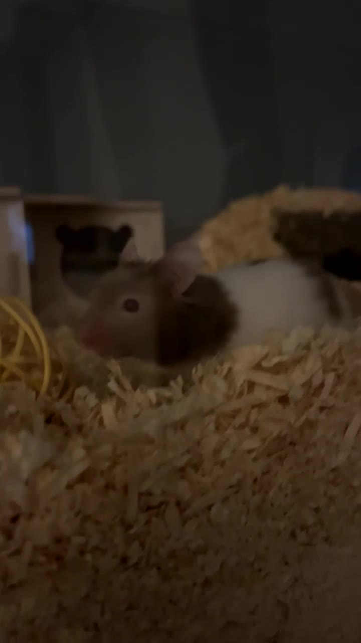 Hamster rodents for sale: Male Syrian hamster - Video 1