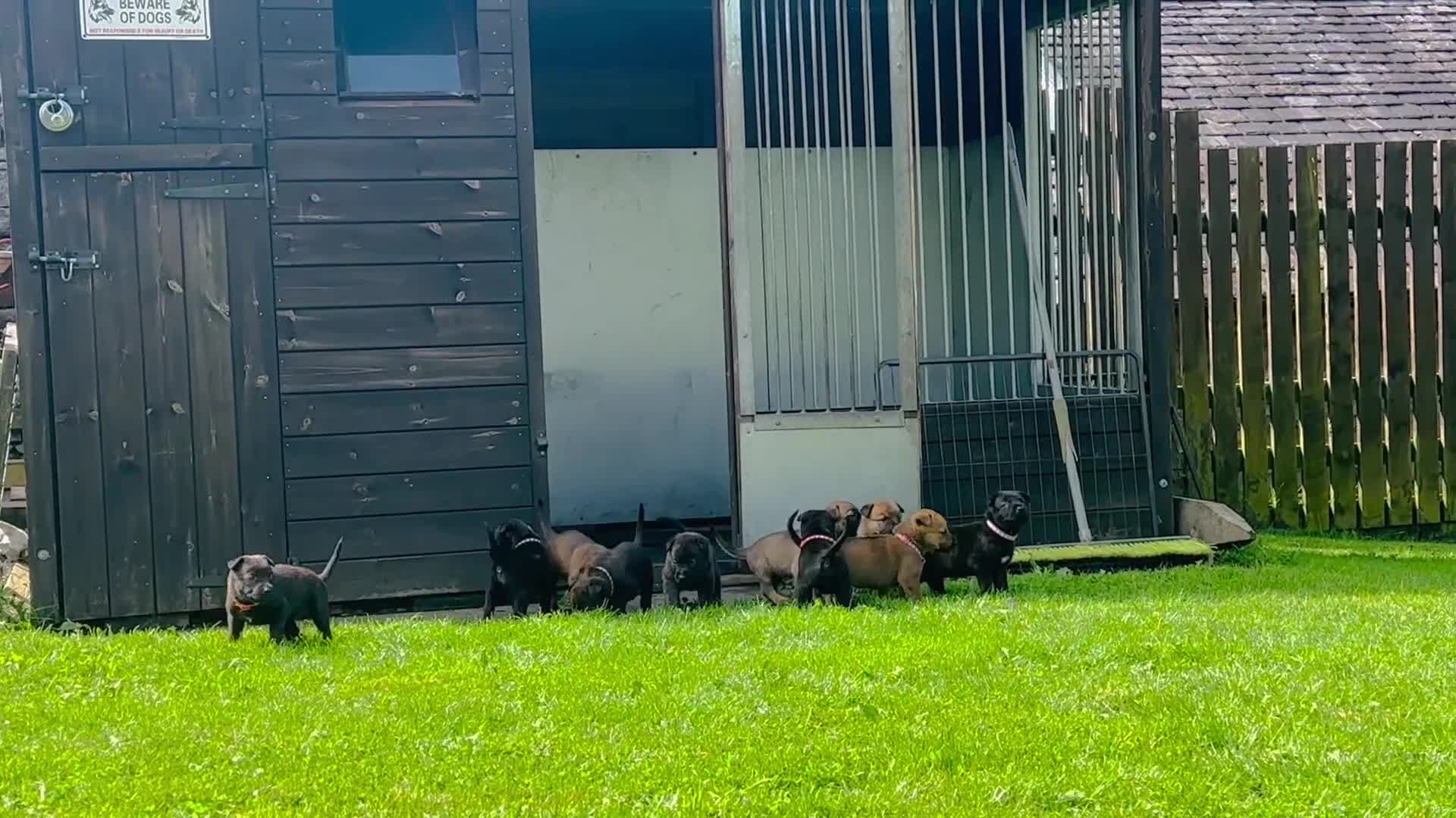 Mixed Breed dogs for sale: Dutch/Belgian malinois   - Video 1