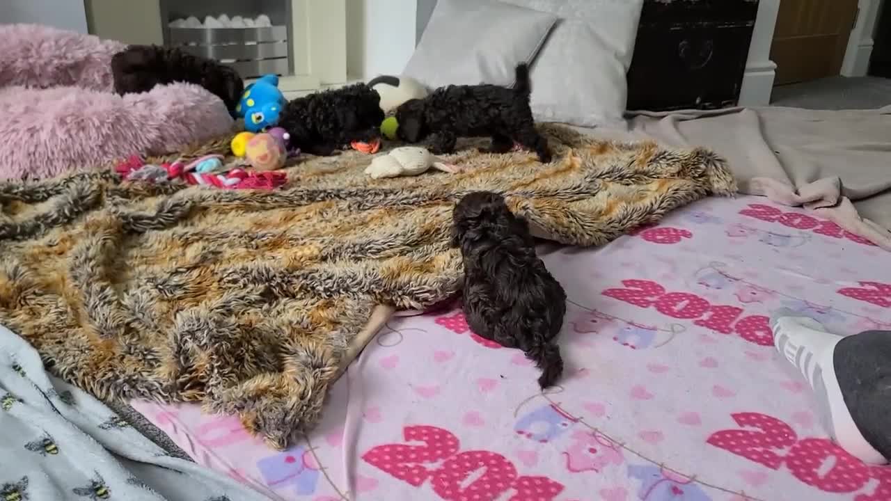 Cavapoo dogs for sale: Chocolate F1B Cavapoos. Health Tested.  - Video 2