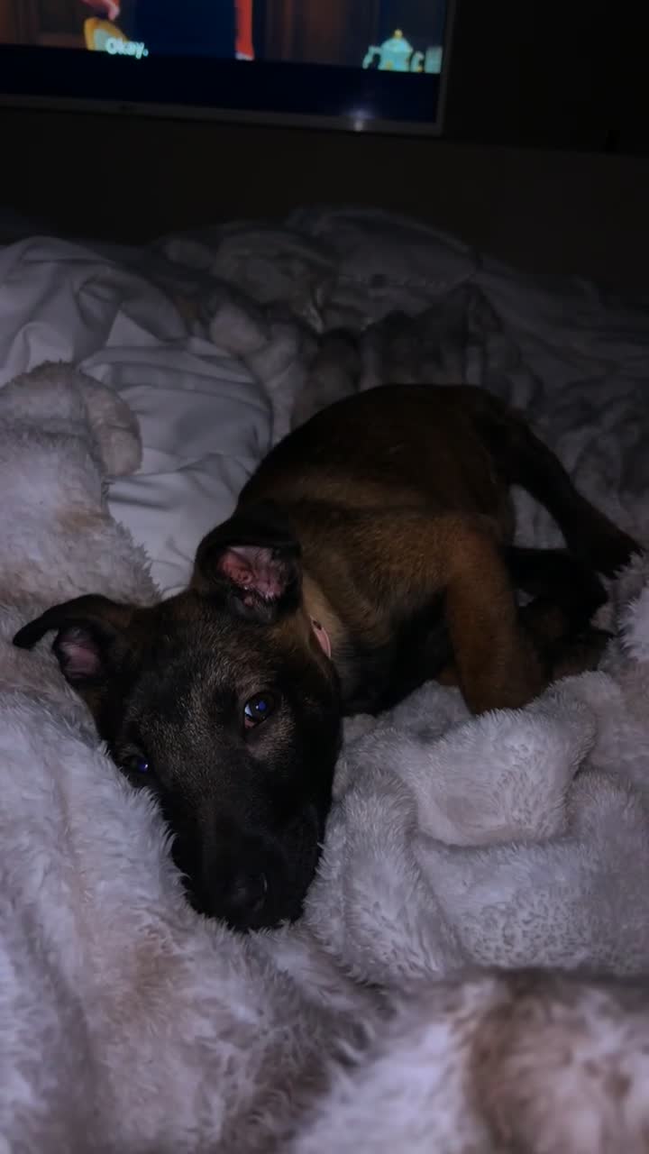 Belgian Shepherd Dog dogs for sale: Belgian Malinos puppy - Video 4