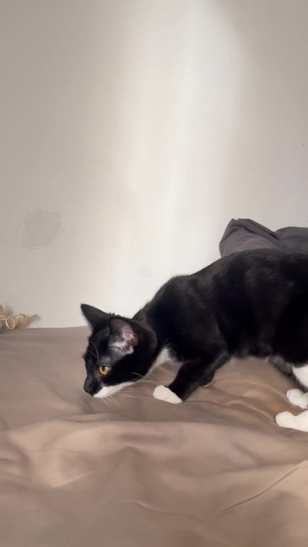Mixed Breed cats for sale: Price: £30 - 6 multiple breeds of kitten  in Oldham - Video 3