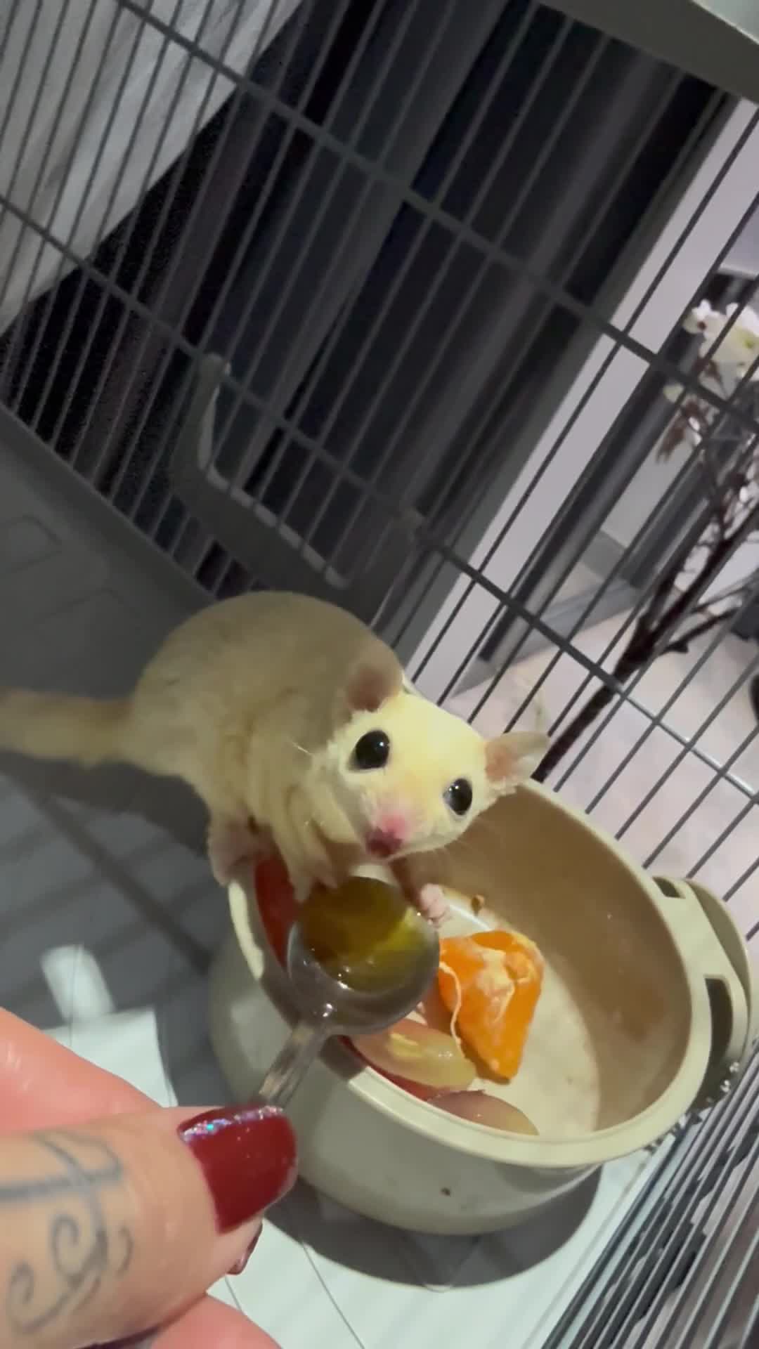 Sugar Glider rodents for sale: A wonderful pair of Sugar Gliders in Greenford - Video 1