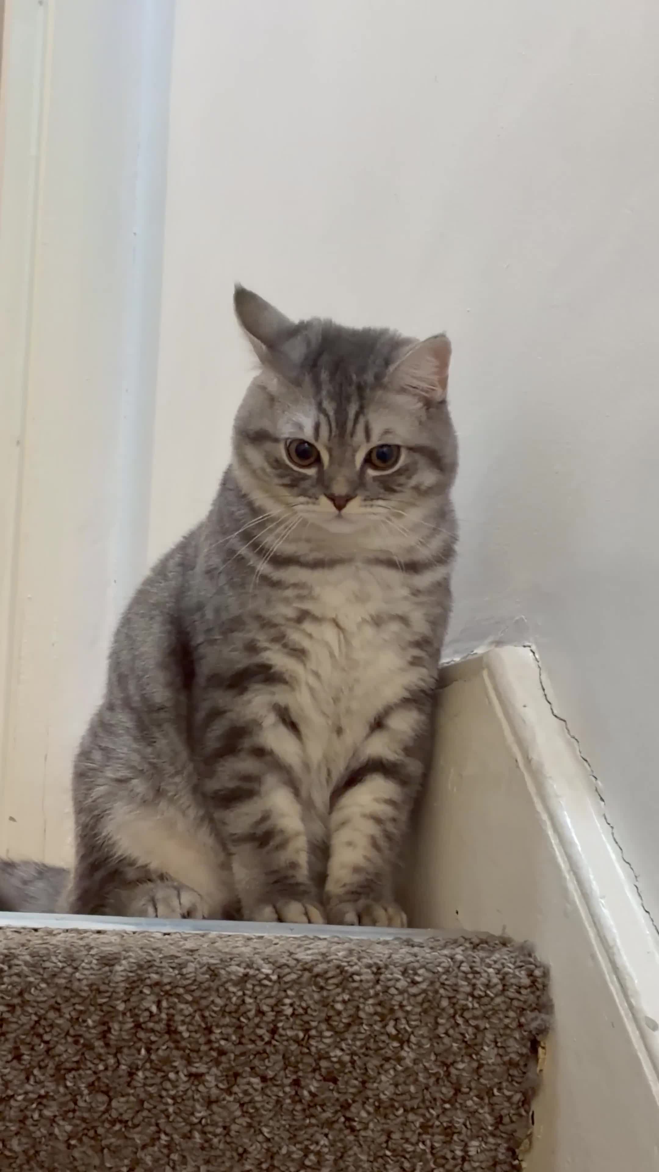 Persian cats for sale: 7-month-old kitten looking for a loving new home  in London - Video 1