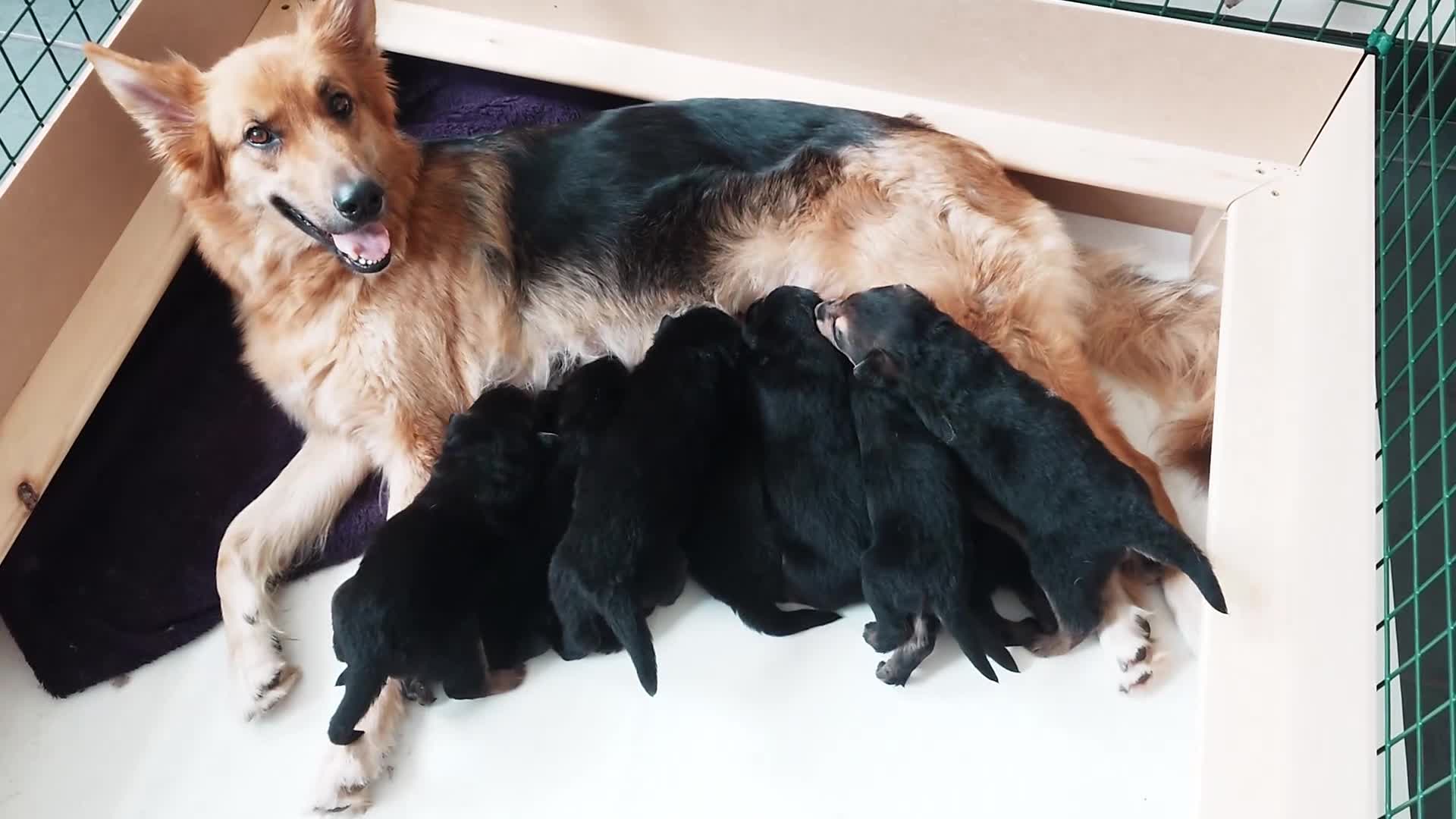 Shepsky dogs for sale: German Shepherd pups - Video 2