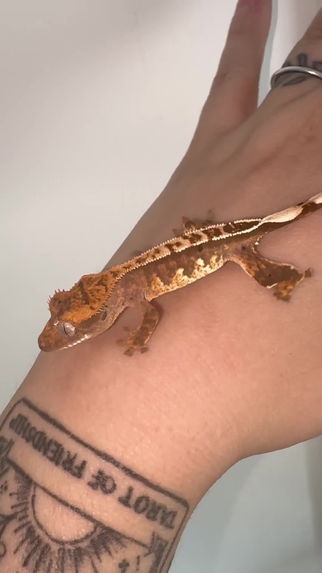 Gecko reptiles for sale: Crested Gecko Babies - Video 1