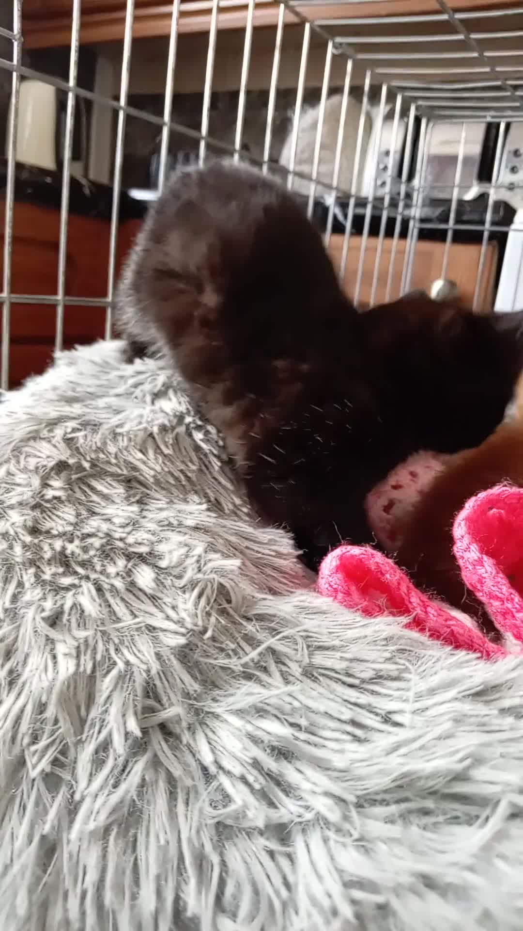Mixed Breed cats for sale: Blue, eyed baby's  - Video 1