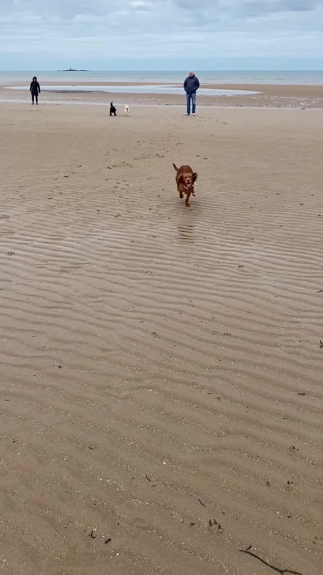 Cocker Spaniel dogs for sale: Cocker Spaniel Girl ‘Ruby’  - Video 2