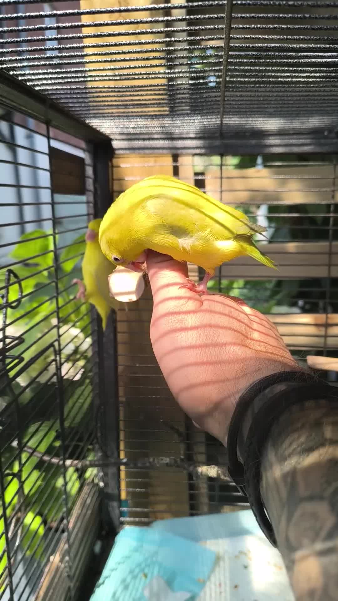 Parrots birds for sale: Celestial parrotlet  in Antrim - Video 2