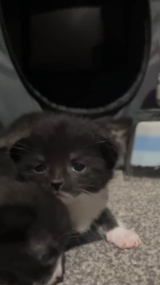 Domestic Shorthair cats for sale: domestic short hair kittens - Video 2