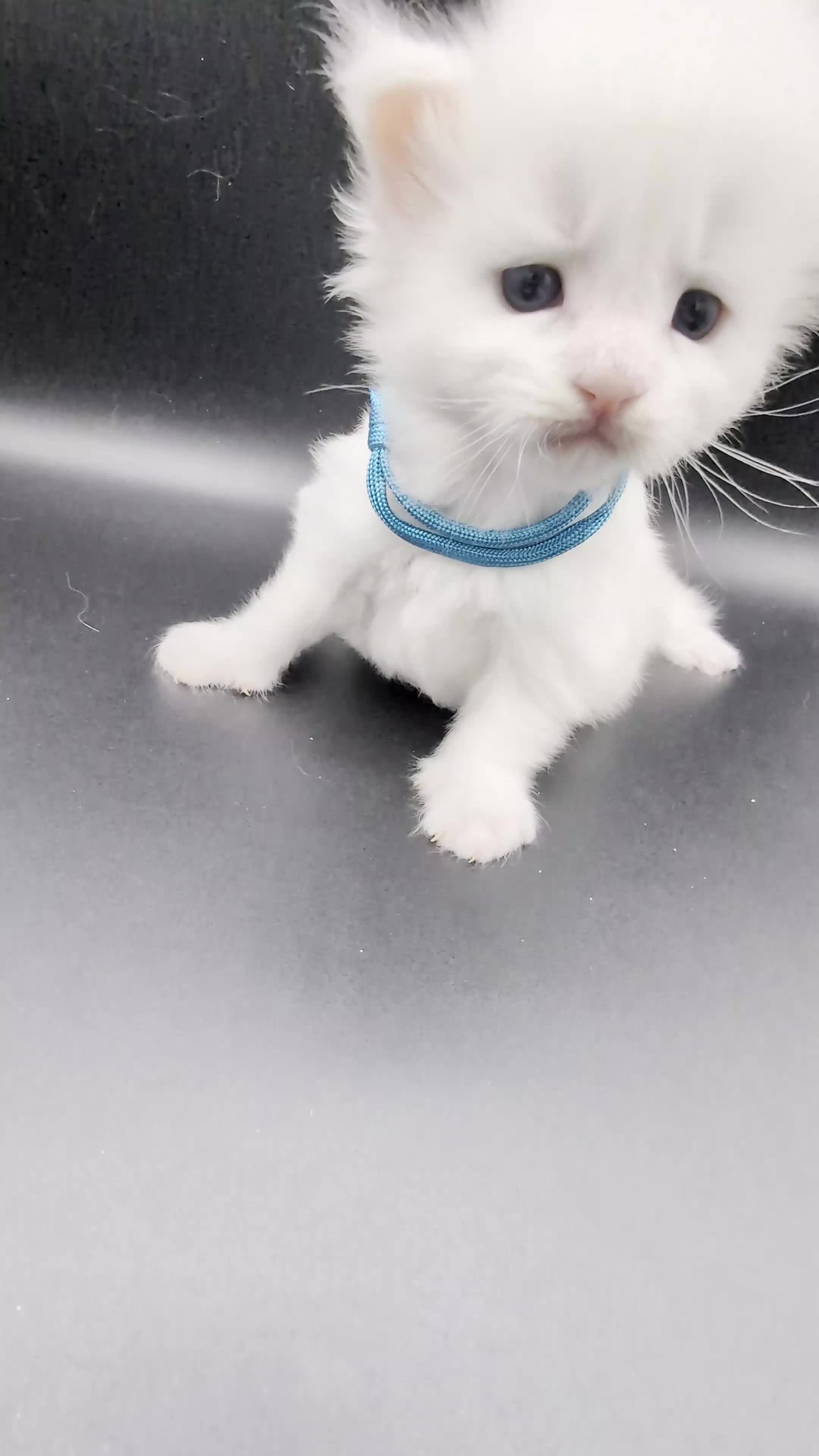 Maine Coon cats for sale: Pedigree Cute Mainecoon Kittens TICA Registered  in Hull - Video 4