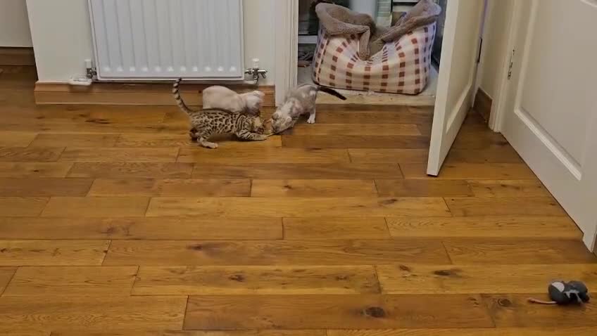 Bengal cats for sale: Stunning Bengal kittens - 3 girls left - Video 1
