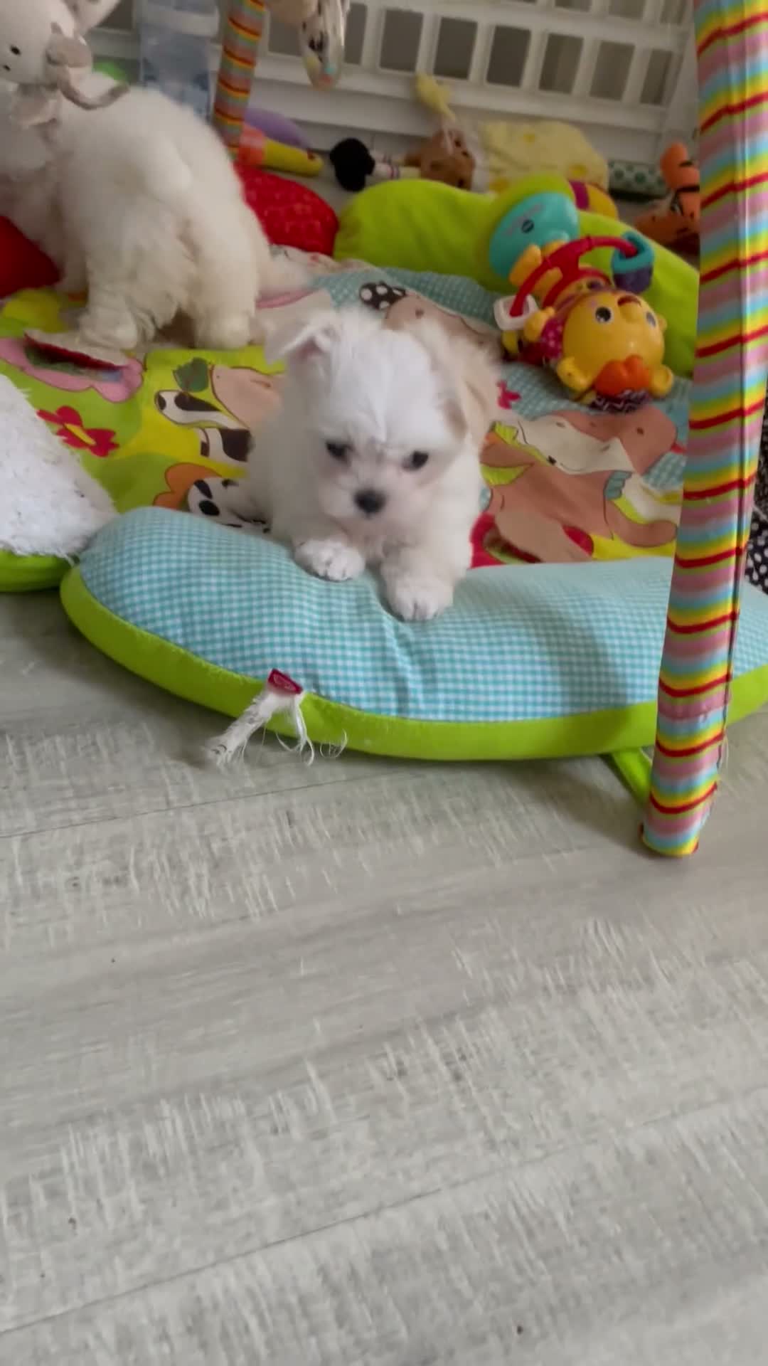 Maltese dogs for sale: Last Beautiful KC Registered Maltese Girl - Video 1