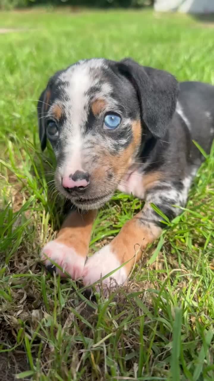 Jackshund dogs for sale: Jackshund puppy in East Cowes - Video 1