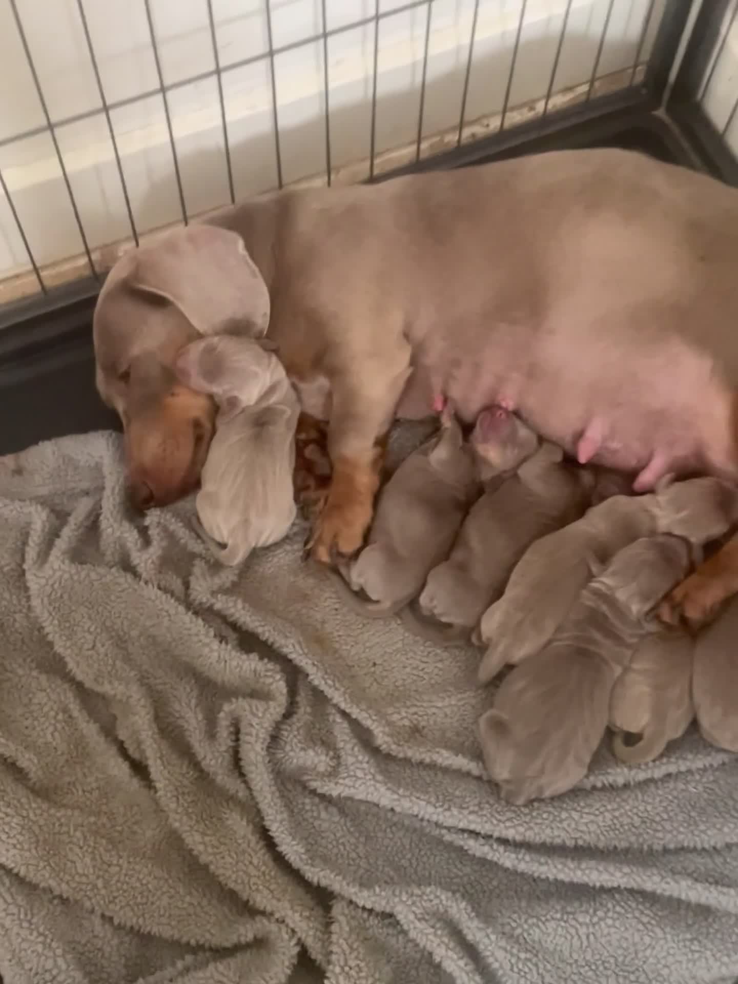 Dachshund dogs for sale: Dachshund  - Video 3