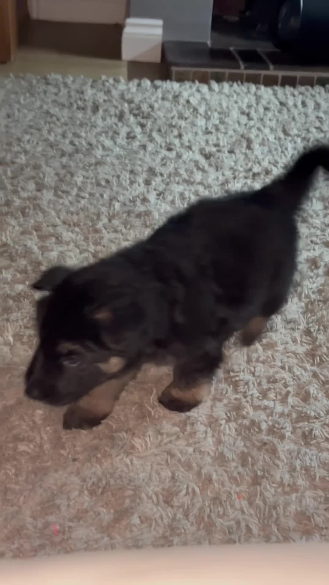 German Shepherd dogs for sale: 3 beautiful chunky boys  - Video 2