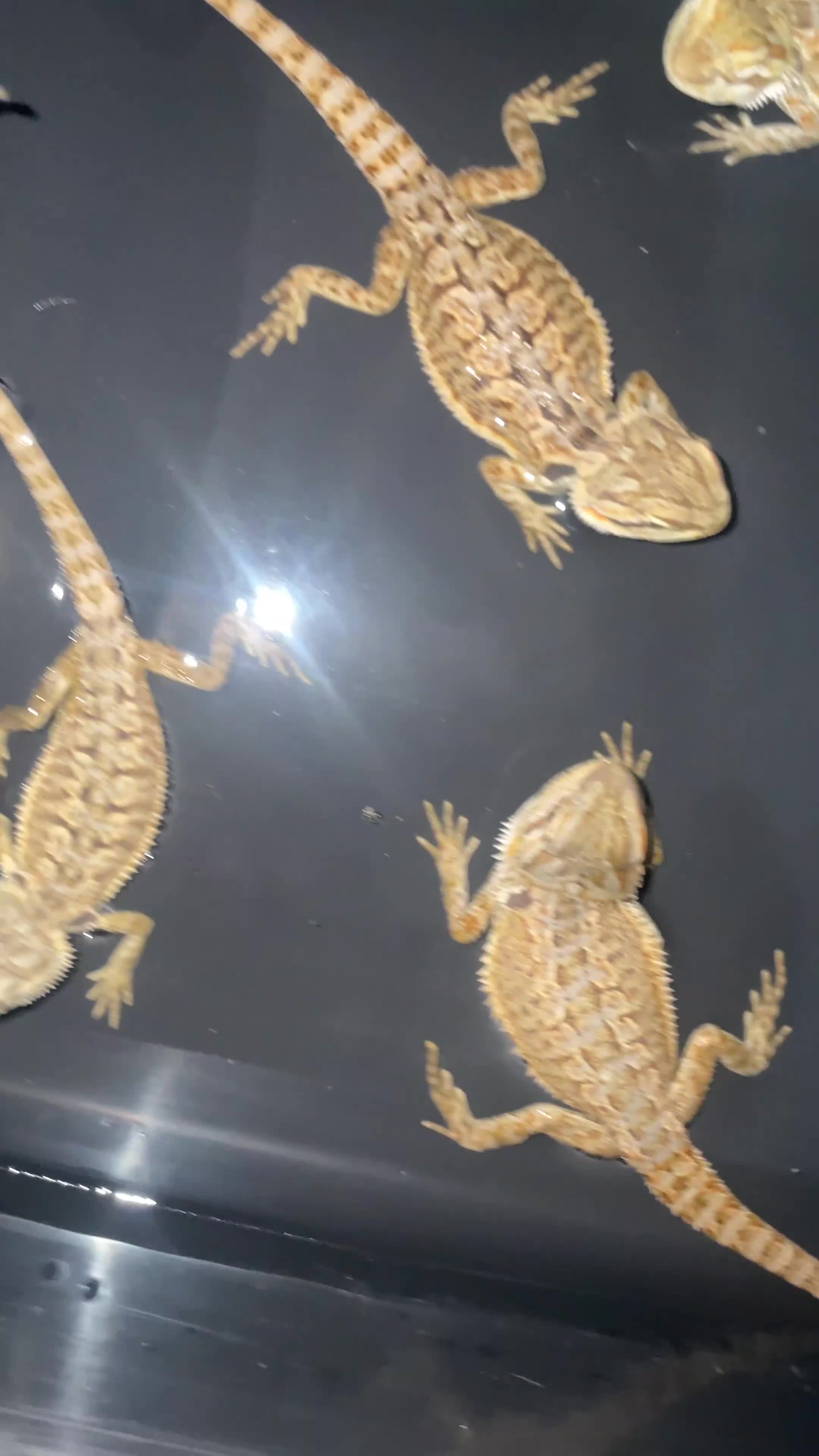 Bearded Dragon reptiles for sale: Bearded dragons  - Video 3