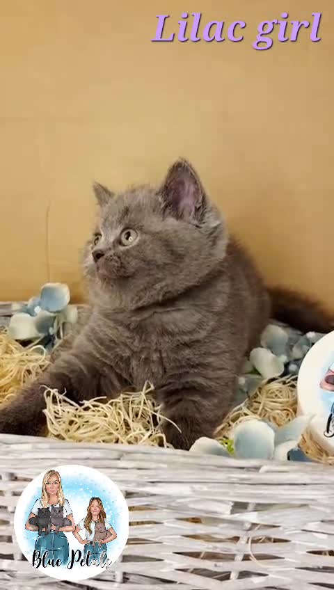 British Shorthair cats for sale: 4 beautiful British short hairs available  - Video 3