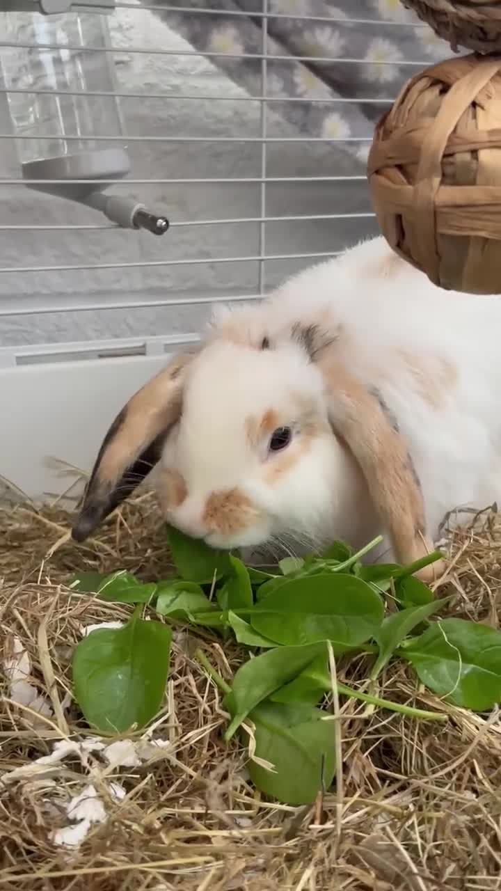 Mini Lop rabbits for sale: Loving Home Needed for Two Holland Hop Rabbits  - Video 2