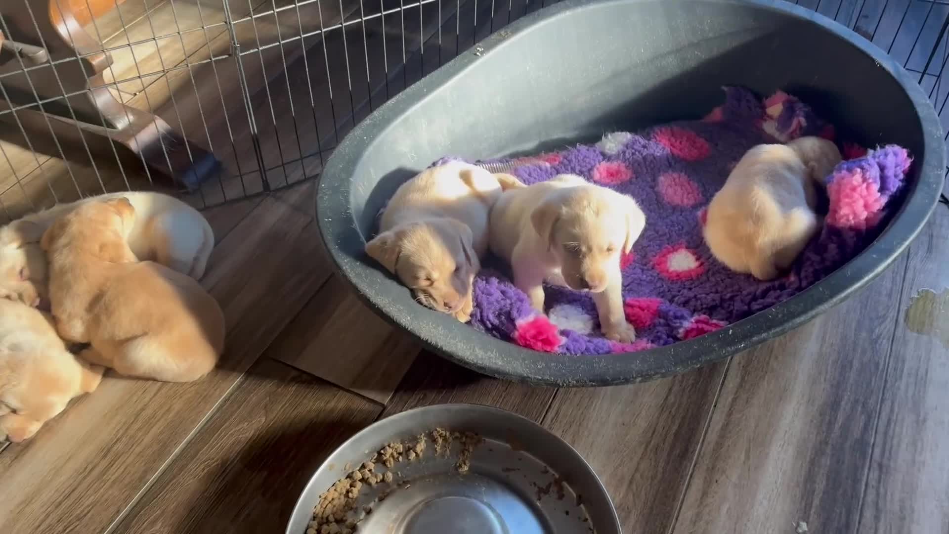 Labrador Retriever dogs for sale: Chunky KC reg Show line Champagnes boys  - Video 2