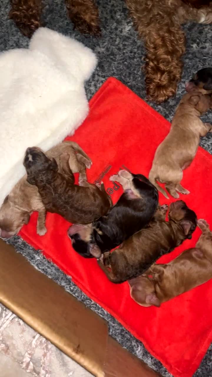 Cavapoo dogs for sale: 🐾 Cavapoo puppies 🐾 - Video 5