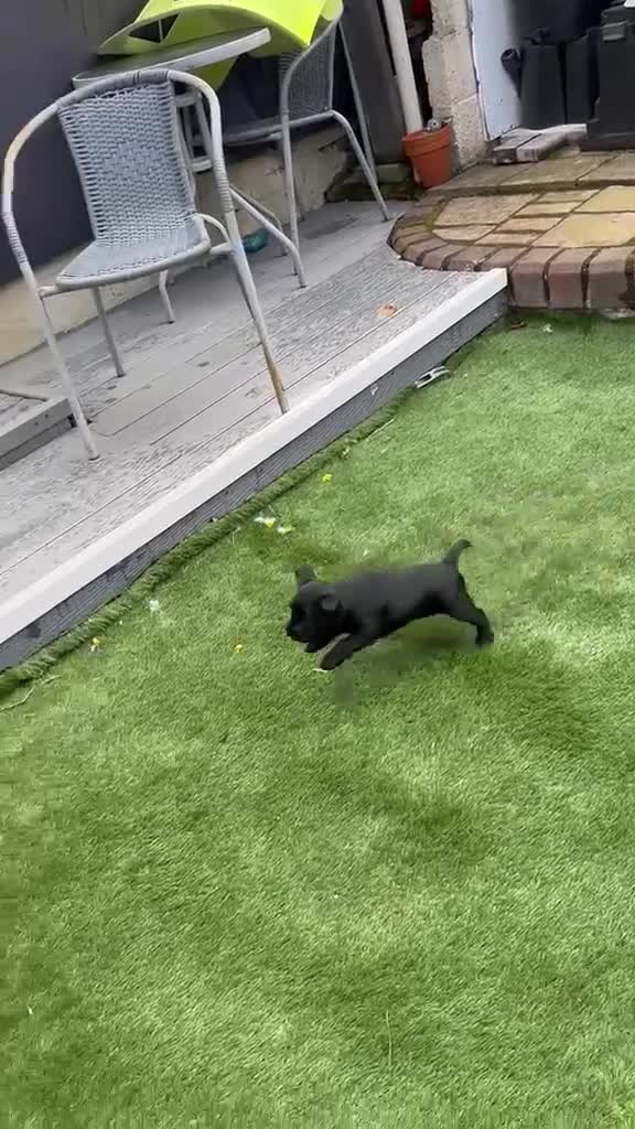 Patterdale Terrier dogs for sale: Patterdale girl in Coatbridge - Video 3