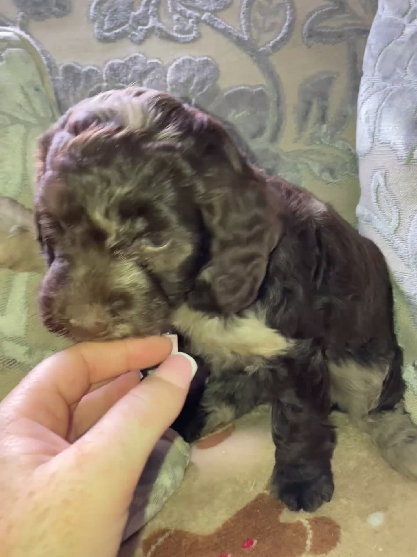Cockapoo dogs for sale: Merle Cockapoos - Video 1