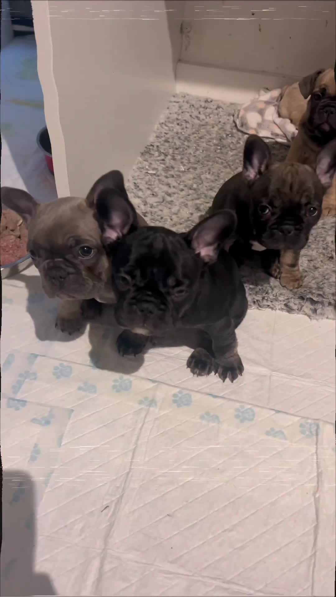 French Bulldog dogs for sale: French Buldog puppies  - Video 4