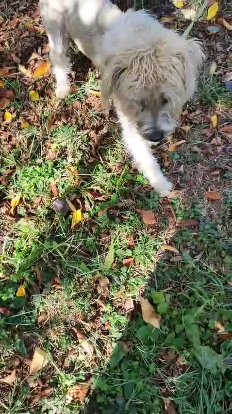 Mixed Breed dogs for adoption: Randolph, 2 - 3 yrs. Available for adoption. - Video 2