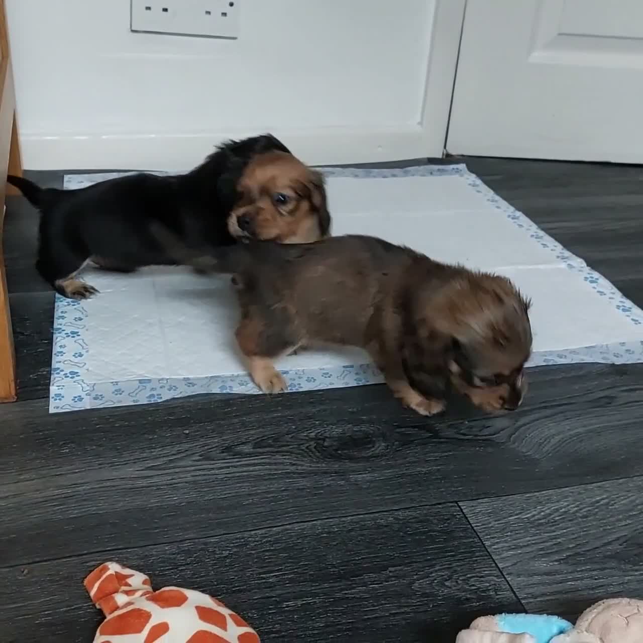 Miniature Dachshund dogs for sale: PEDIGREE MINI LONG HAIRED DACHSHUNDS PICS COMING in Manchester - Video 2