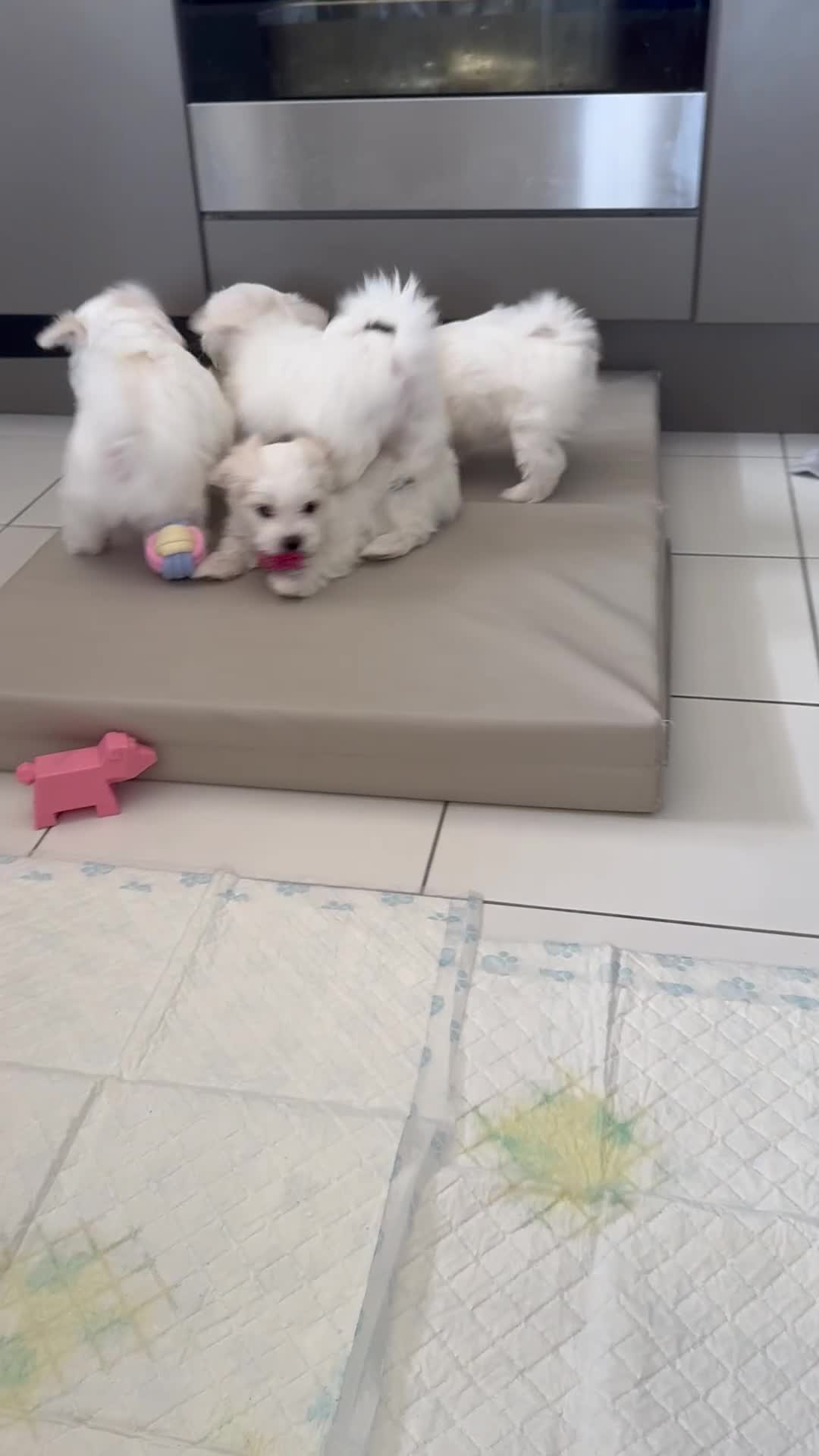 Maltese dogs for sale: 5 Generation KC registered Maltese - Video 5