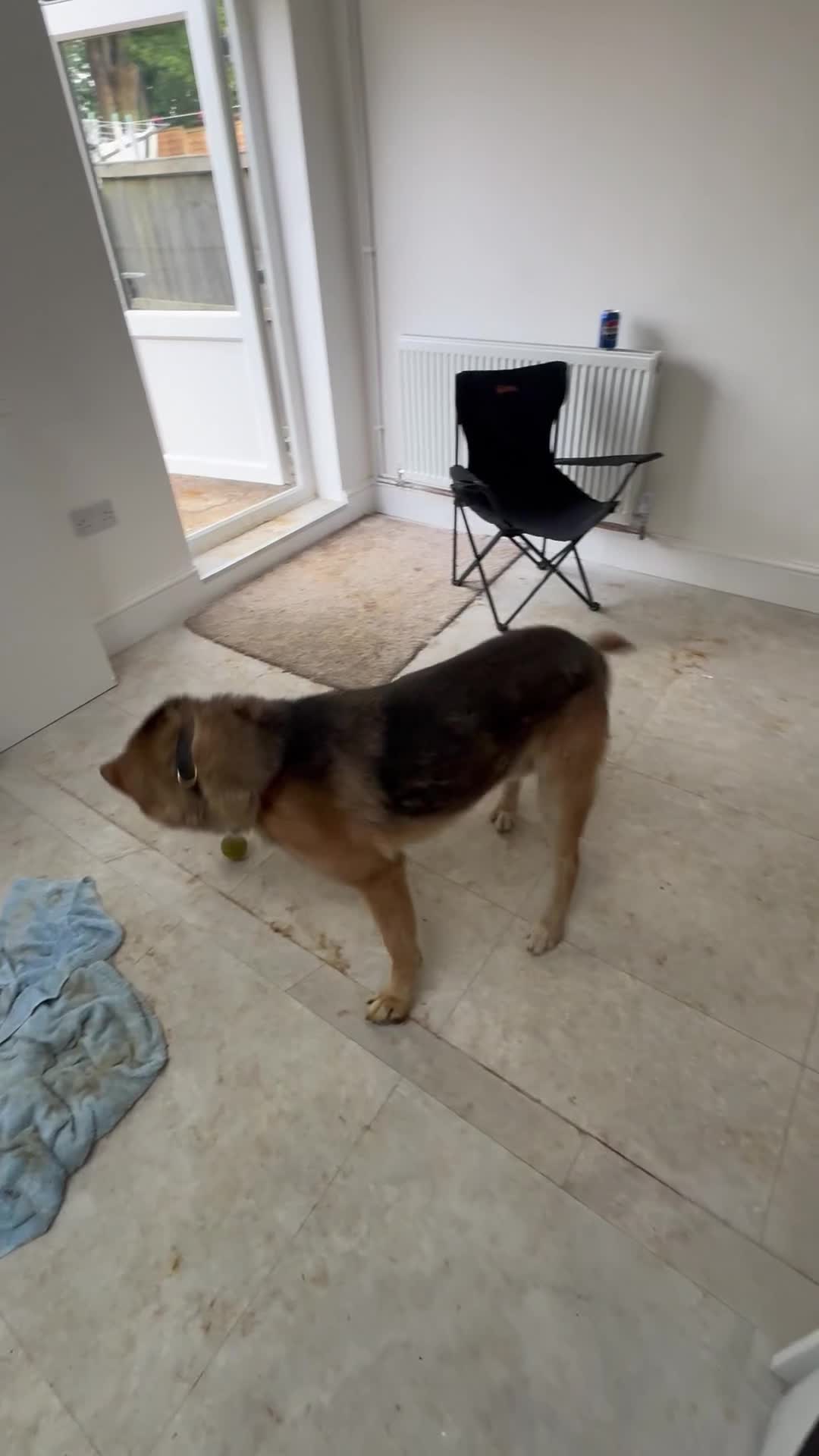 Mixed Breed dogs for sale: THE MOST HANDSOME FRIENDLIEST BOY - Video 1
