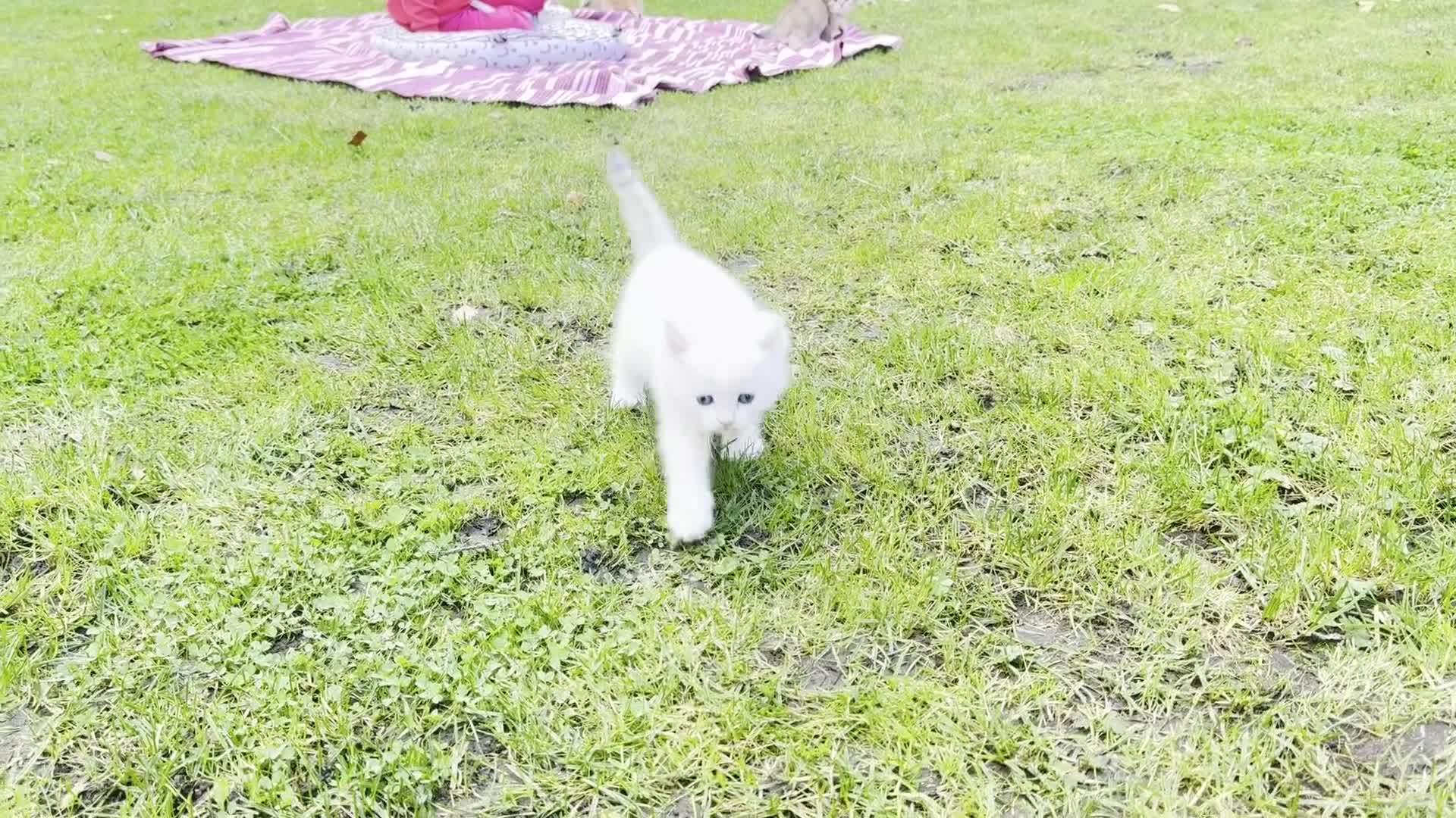 British Shorthair cats for sale: ✨🐾 Soft & Adorable Golden White Blue Kittens 🐾✨ - Video 1