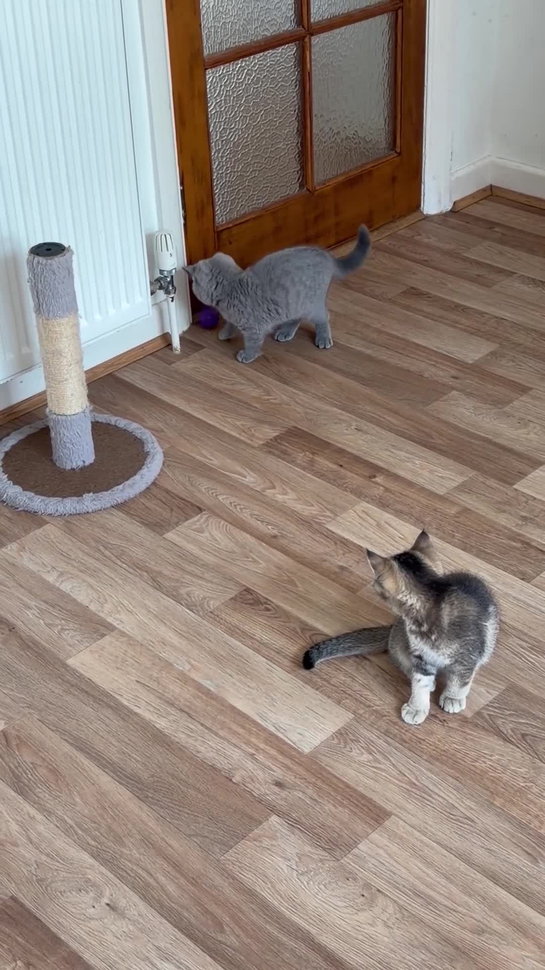 British Shorthair cats for sale: Pure Pedigree Golden Tabby NY21 British Shorthair - Video 3