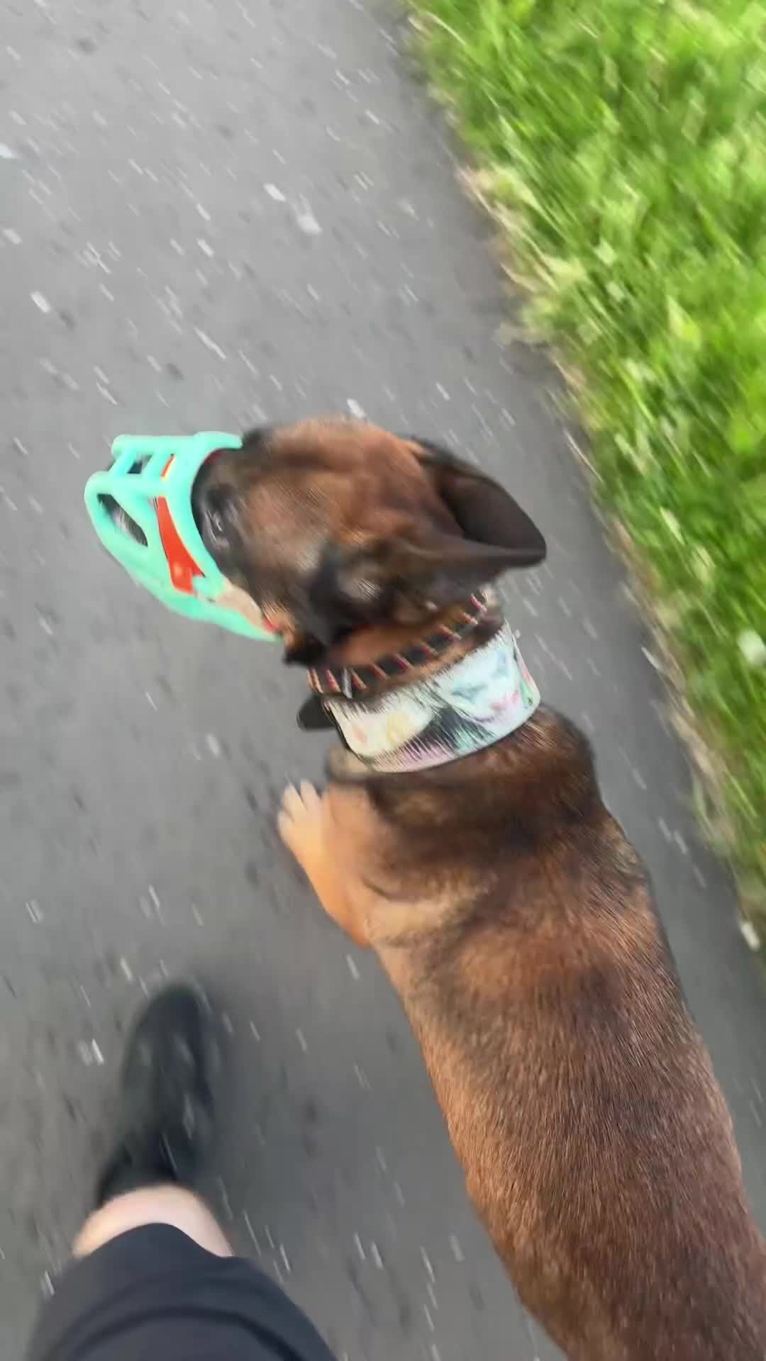 Cane Corso dogs for sale: Big manni the cane Corso available for rehome in Kilmarnock - Video 1