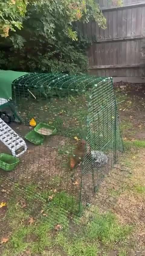 Chickens poultry for sale: 2 Batam Chickens & Coop - Video 1